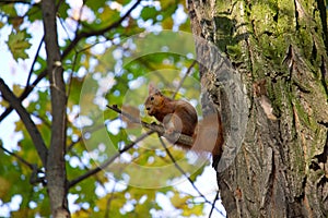 Red wild squirrel
