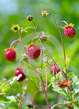 Red wild strawberries