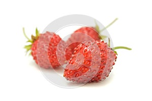 Red Wild Strawberries