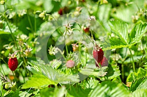 Red wild strawberries. Organic berries.