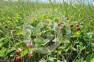 Red wild strawberry berries in the green grass in the meadow.  A branch of ripe wild strawberry berries.