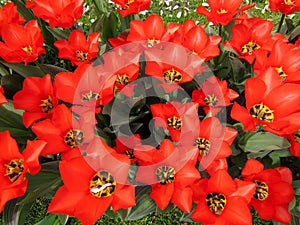 Red wild tulips in the garden. Holland flowers