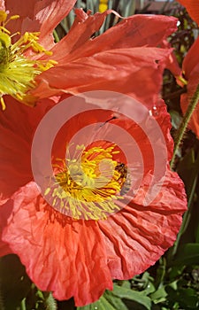 Red wildflower with bee pollinating