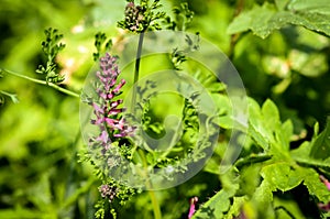 Red wildflower fumaria officinalis blossom on the field