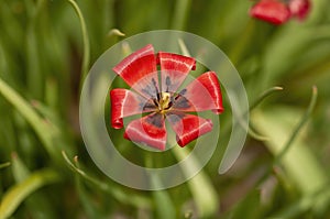A red wilted/ dying tulip flower