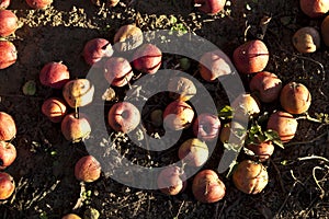 Red windfall apples