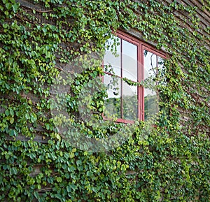 Red window with green ivy leaves