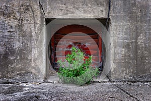 Red Window Green Weed Plant Growing Concrete