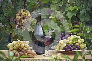 Red wine in bottle and grapes in vineyard. Tasting red wine. Grape harvest. Wine tasting culture