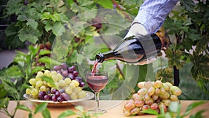 Red wine in bottle and grapes in vineyard. Tasting red wine. Grape harvest. Wine tasting culture