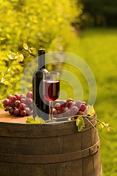 Red wine bottle, wineglass and grapes in vineyard