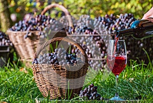 Red wine in glass. Pouring dessert wine into glass from bottle in vineyard outdoors during the wine grape harvest