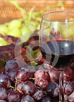 Red wine goblet and bunch of red grapes
