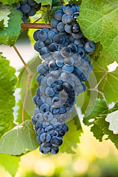 Red wine grape cluster photo