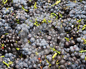 Red Wine Grape Clusters