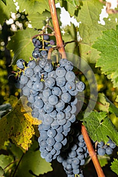 Red wine grape Dornfelder photo