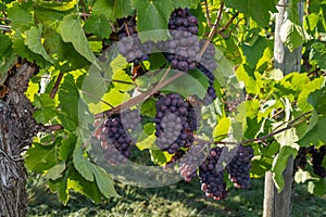 Red wine grape Pinot Gris photo