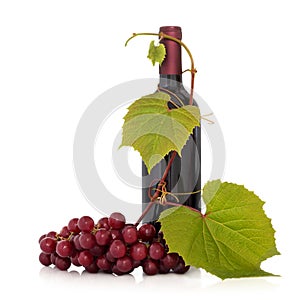 Red Wine and Grape Vine