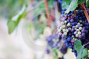 Red wine grape photo