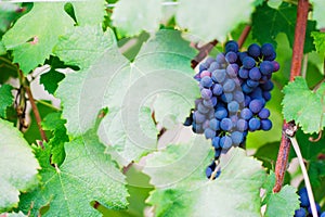 Red wine grape