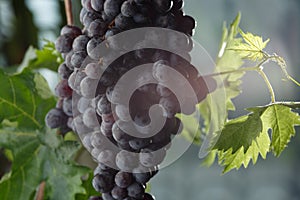 Red wine grapes