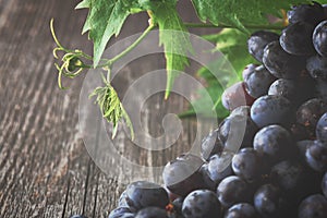 Red wine grapes