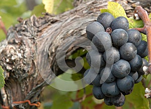 Red wine grapes