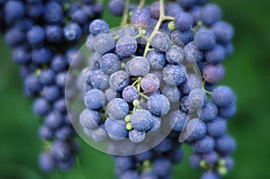 Red wine grapes