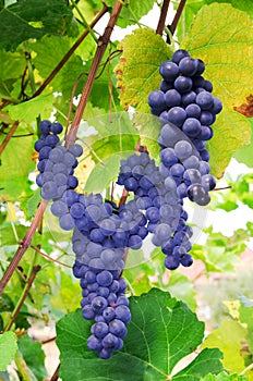 Red wine grapes