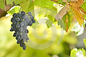 Red Wine Grapes