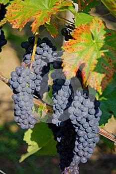 Red wine grapes photo