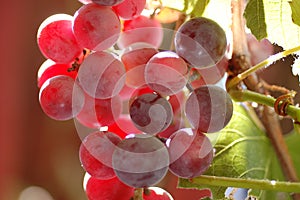 Red wine grapes