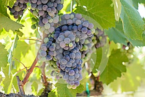 Red Wine Grapes