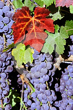 Red Wine Grapes