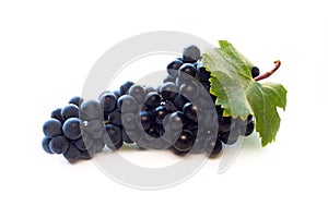 Red wine grapes