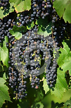 Red Wine Grapes