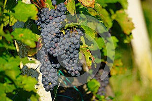 Red Wine Grapes