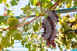 Red wine grapes