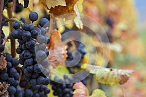 Red wine grapes during autumn, South Moravia, Czech Republic photo