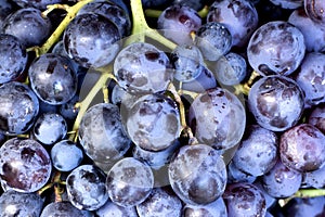 Red wine grapes background