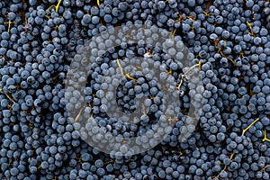 Red wine grapes background