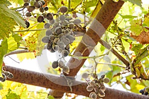 Red wine grapes background/ dark grapes/ blue grapes/ wine grapes.