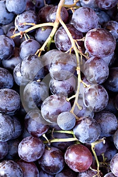 Red wine grapes background