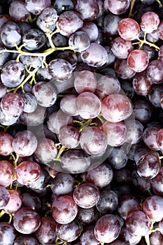 Red wine grapes