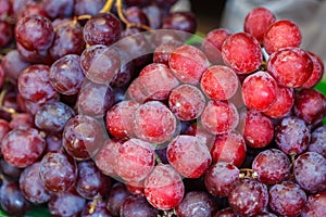 Red wine grapes background/ dark grapes.