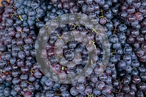 Red wine grapes background