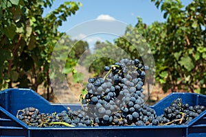 Red wine grapes