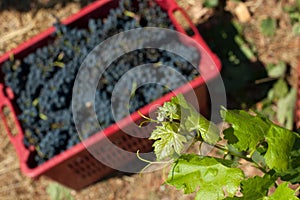 Red wine grapes