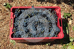 Red wine grapes