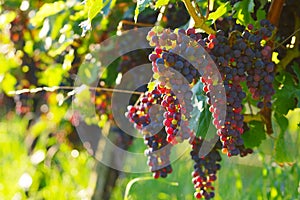 Red Wine Grapes photo